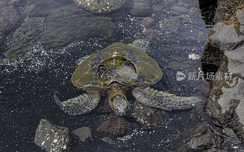 绿海龟(Chelonia mydas)，也被称为绿海龟，黑海龟，或太平洋绿海龟，是龟科的一种大型海龟。它们的共同名字来源于它们甲壳下的绿色脂肪